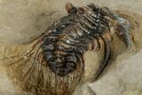Spiny Leonaspis Trilobite - Atchana, Morocco #315945-4